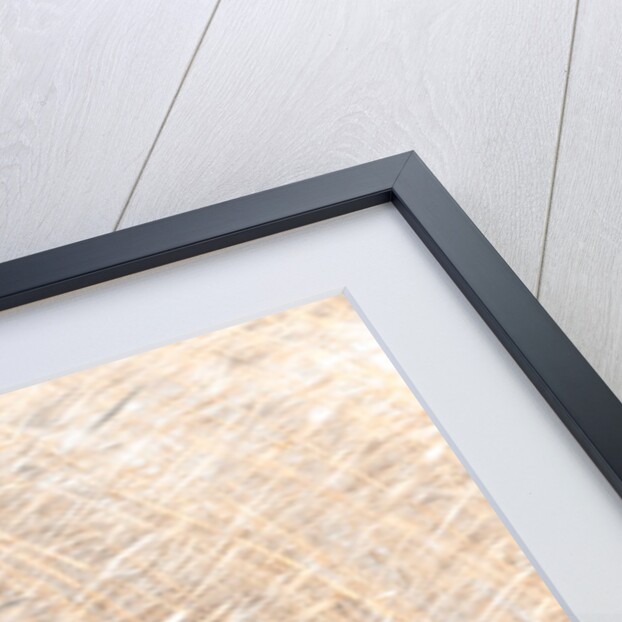 Brown reeds growing in water by Assaf Frank